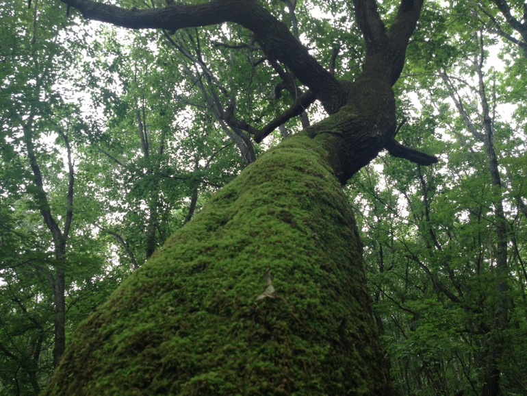 点击查看原图大小