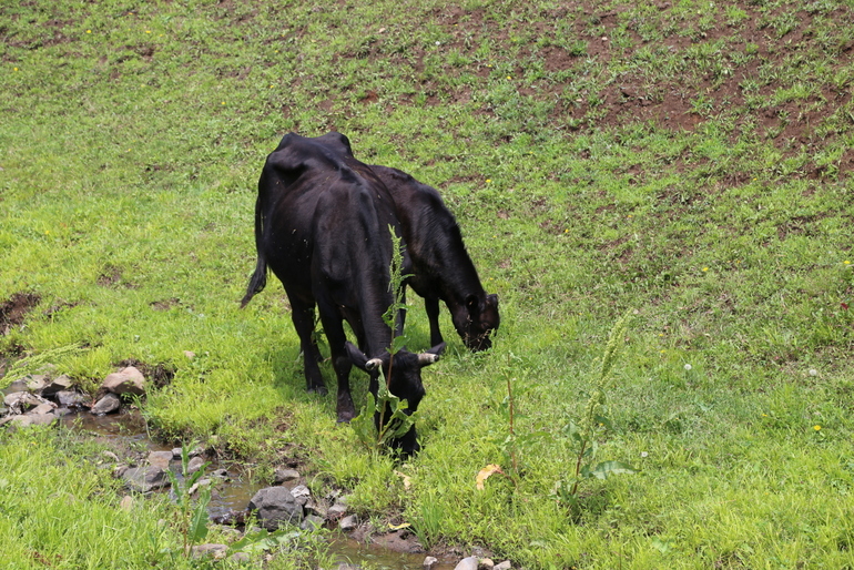 点击查看原图大小