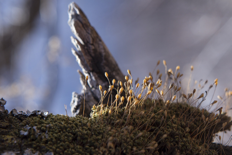 点击查看原图大小