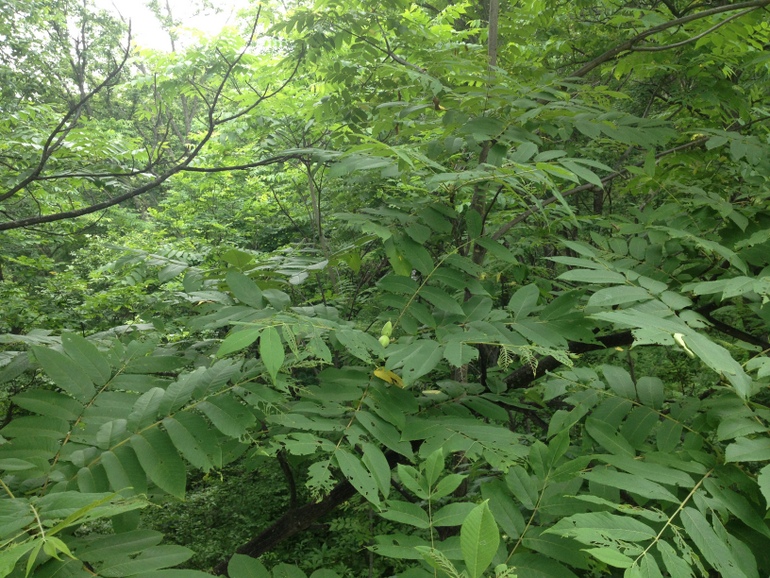 点击查看原图大小