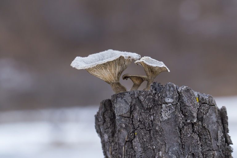 点击查看原图大小