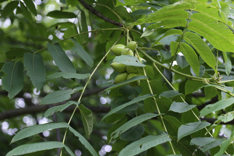 点击查看原图大小