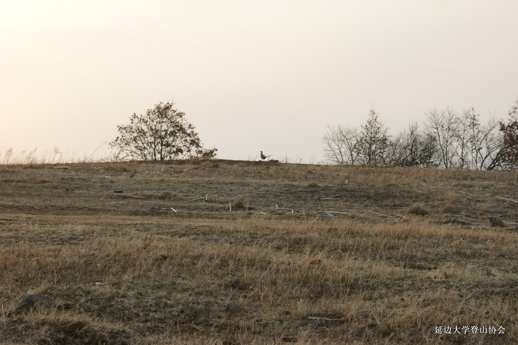 点击查看原图大小