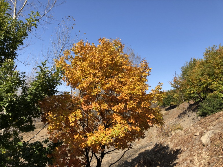 点击查看原图大小