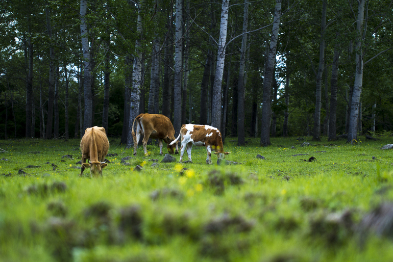 点击查看原图大小