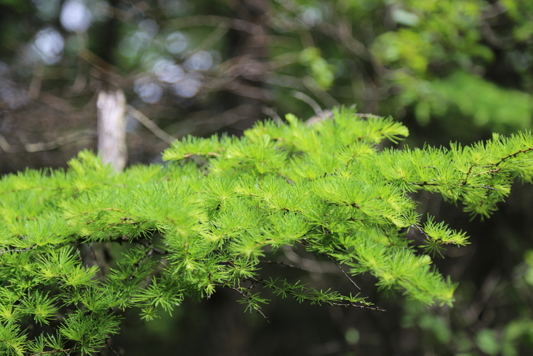 点击查看原图大小