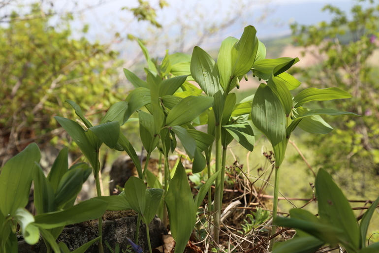 点击查看原图大小