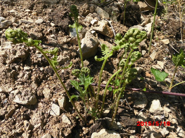 点击查看原图大小