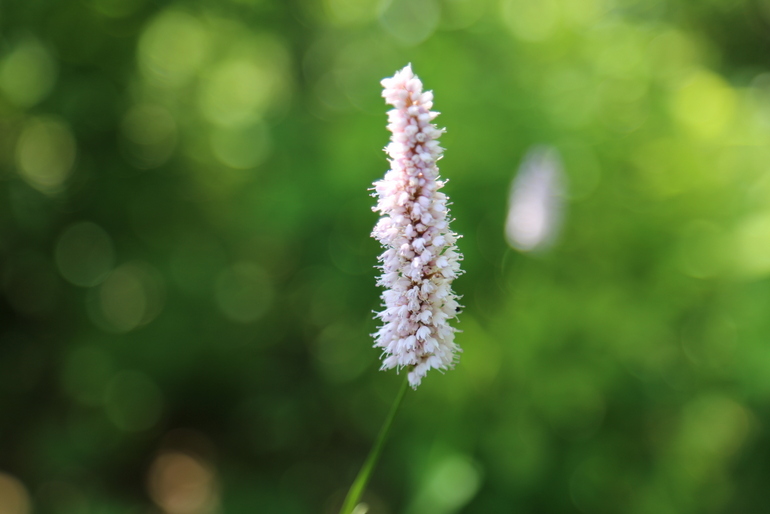 点击查看原图大小