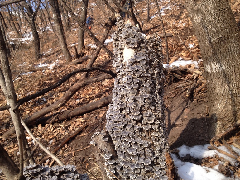 点击查看原图大小