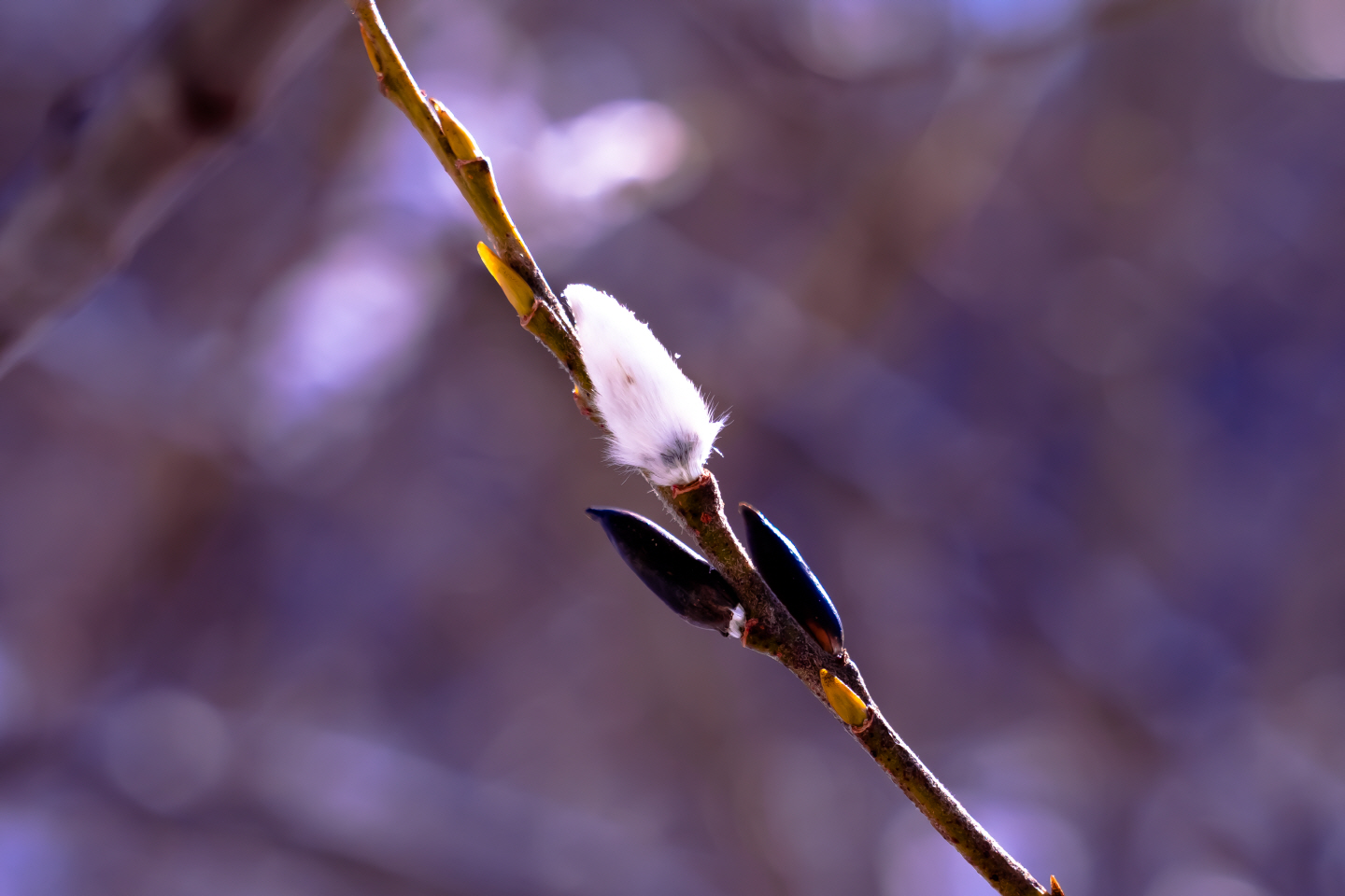 点击查看原图大小