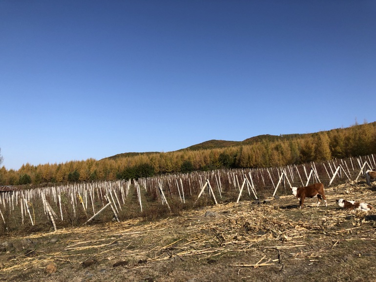 点击查看原图大小