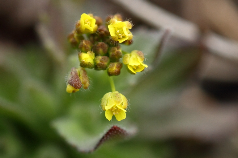 点击查看原图大小