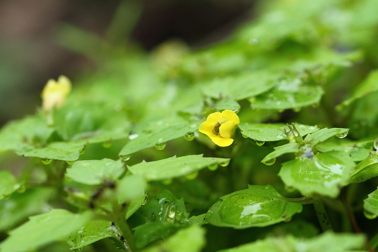 点击查看原图大小