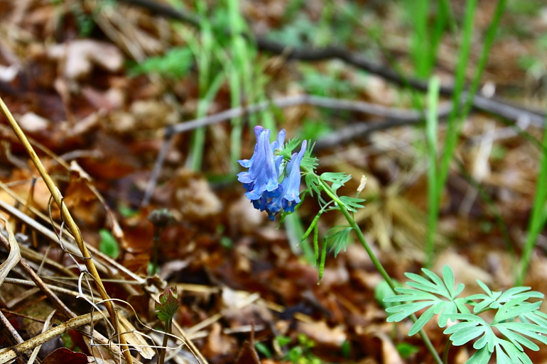 点击查看原图大小