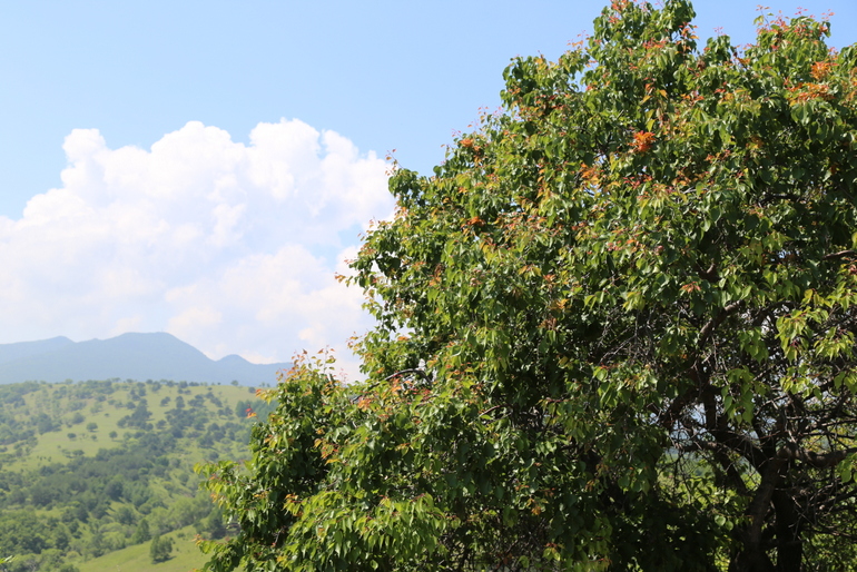 点击查看原图大小