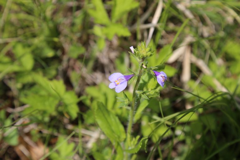 点击查看原图大小