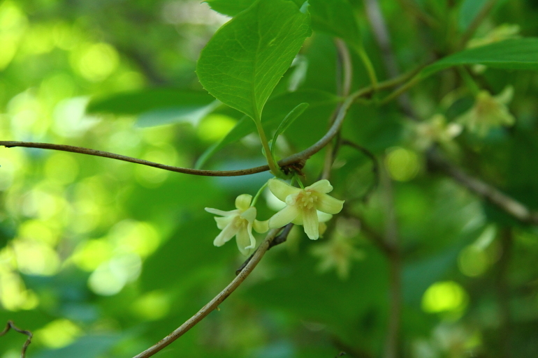 点击查看原图大小