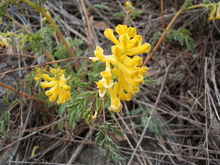 点击查看原图大小