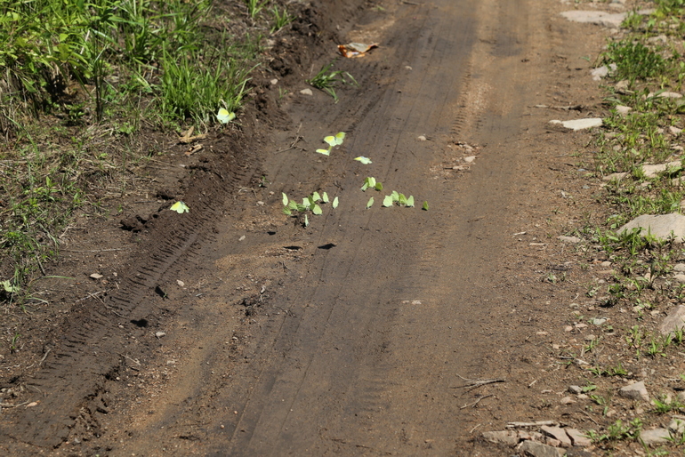 点击查看原图大小