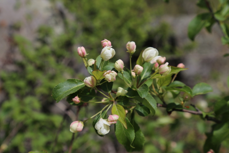 点击查看原图大小