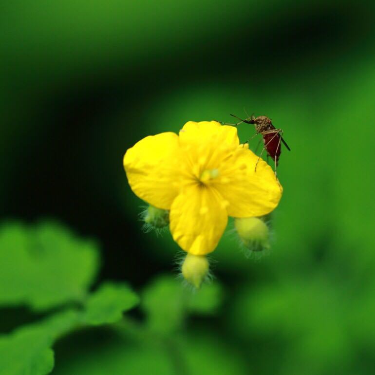 点击查看原图大小