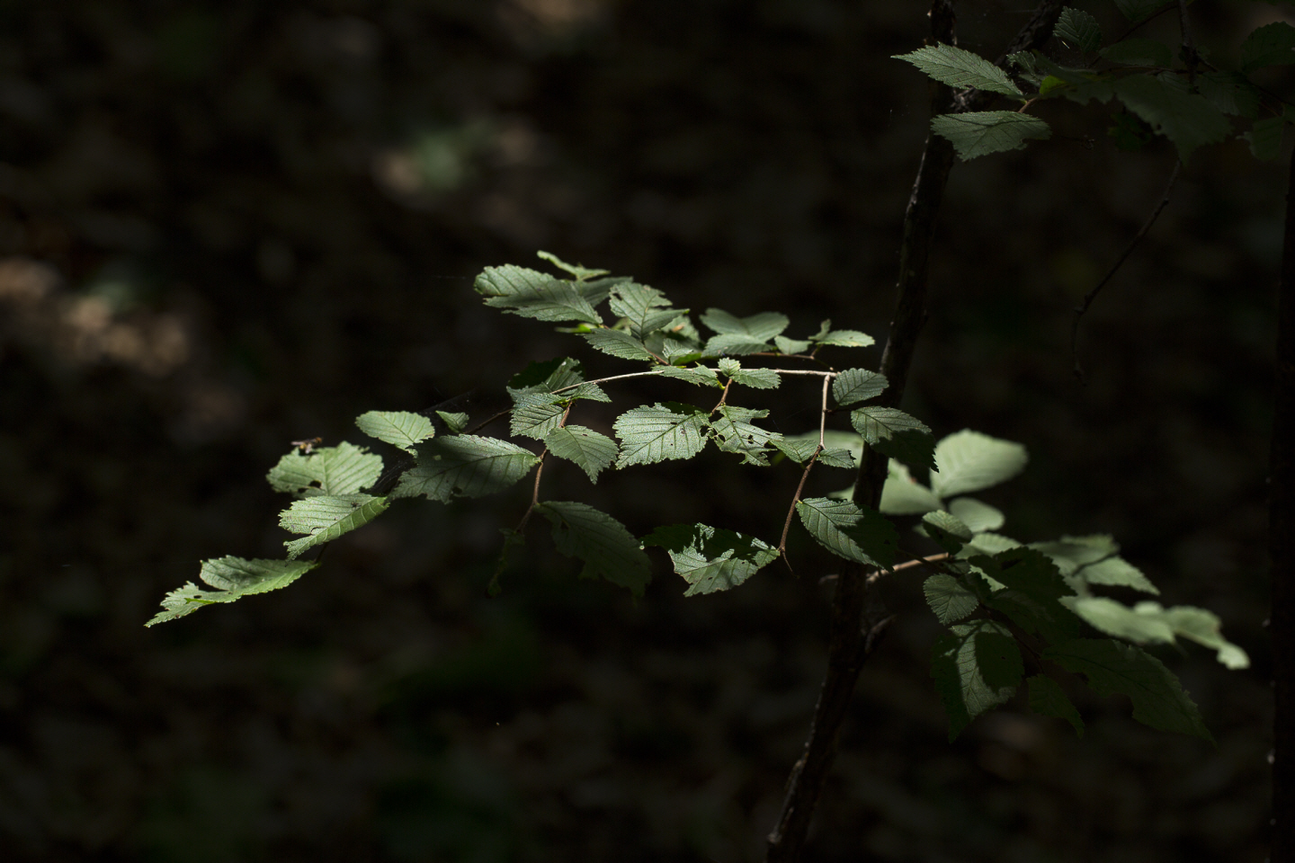 点击查看原图大小