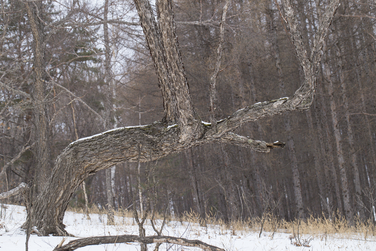 点击查看原图大小