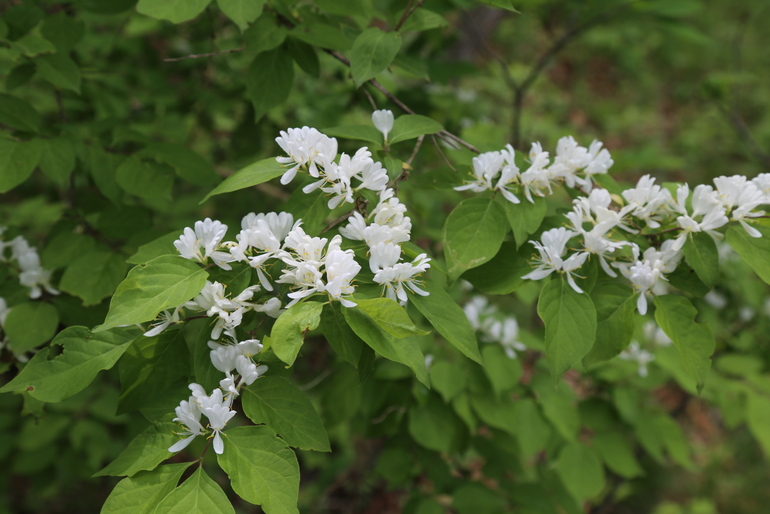 点击查看原图大小