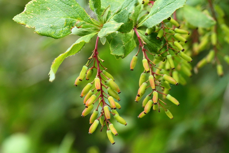 点击查看原图大小