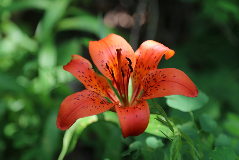 点击查看原图大小