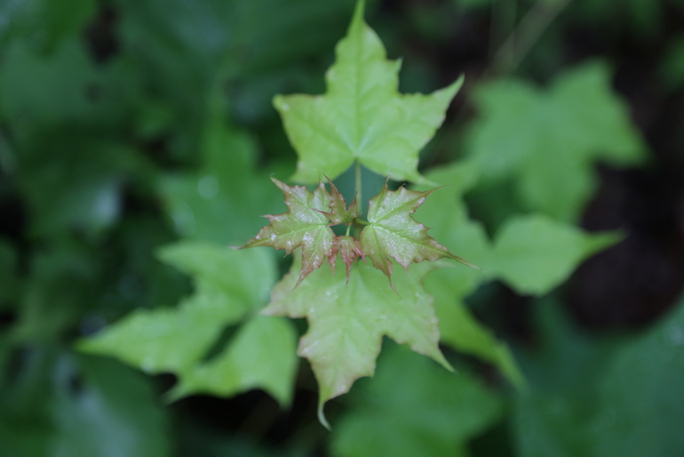 点击查看原图大小