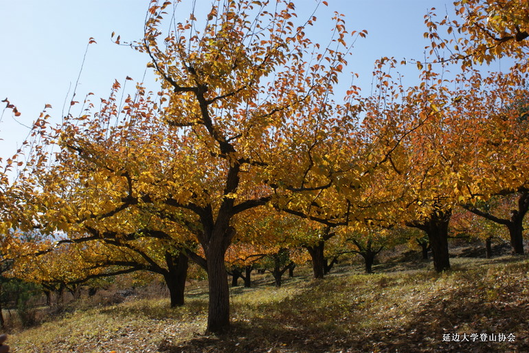 点击查看原图大小