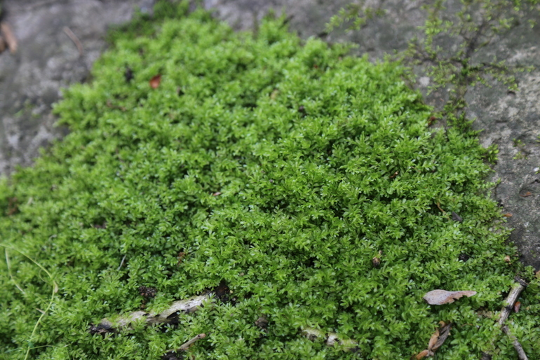 点击查看原图大小