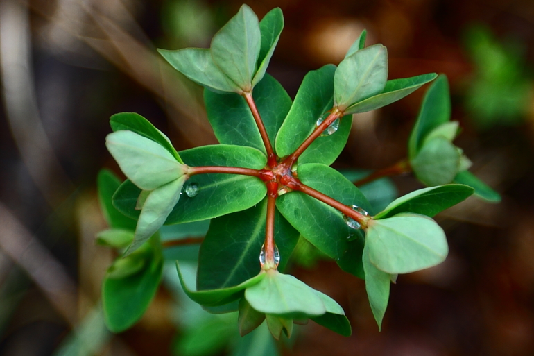 点击查看原图大小