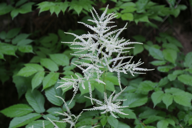 点击查看原图大小