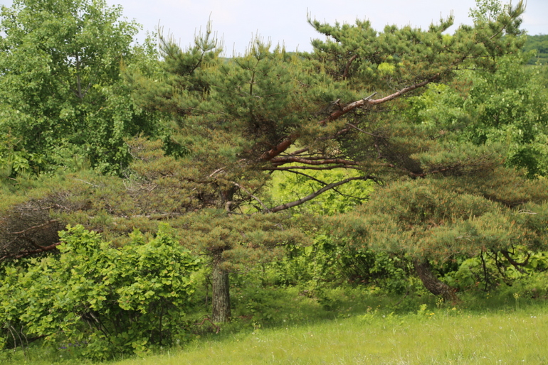 点击查看原图大小