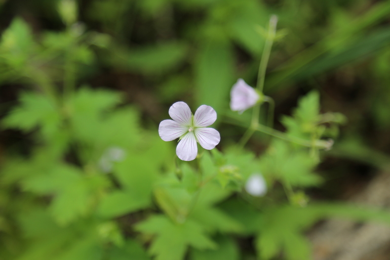 点击查看原图大小