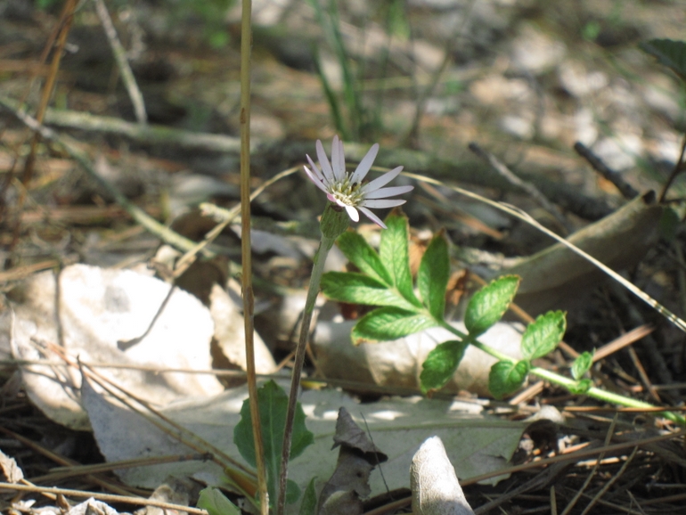 点击查看原图大小