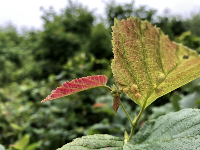 点击查看原图大小