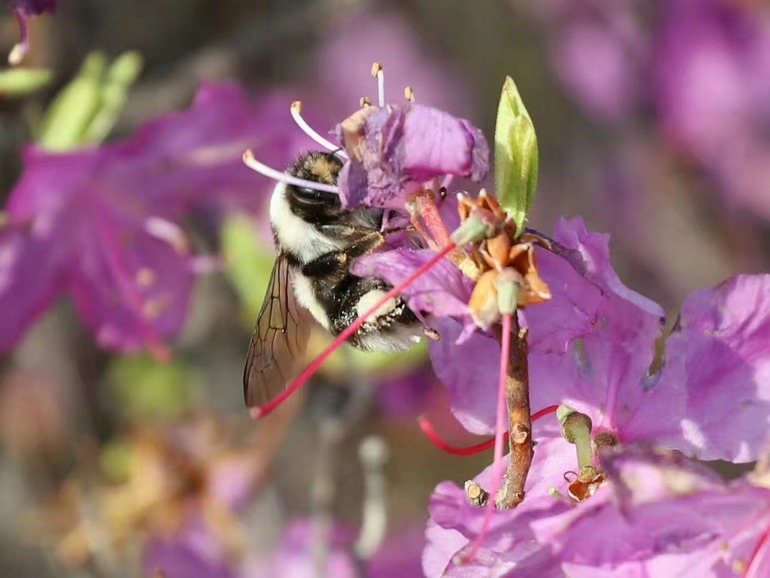 点击查看原图大小