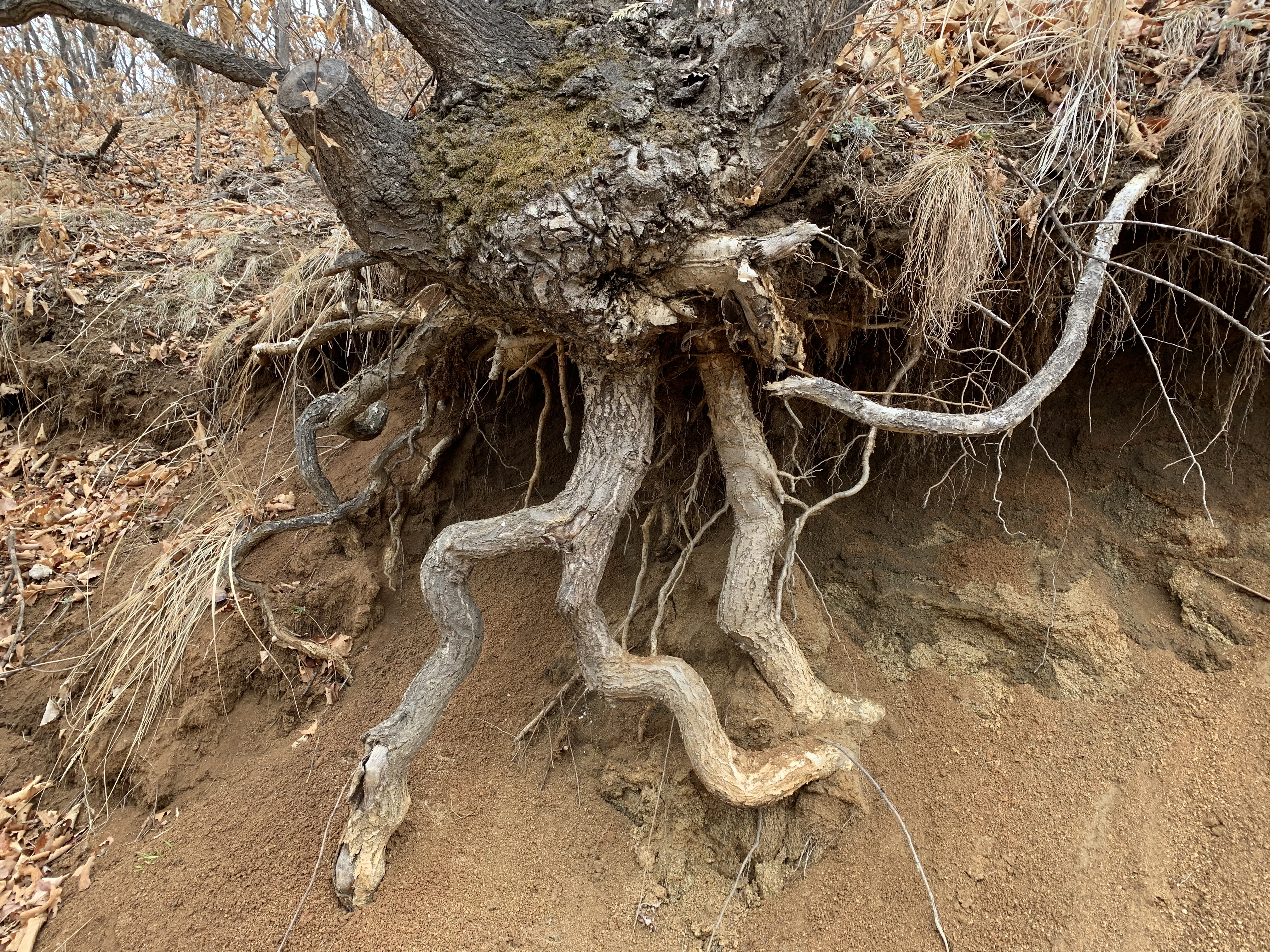 点击查看原图大小