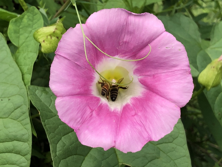 点击查看原图大小