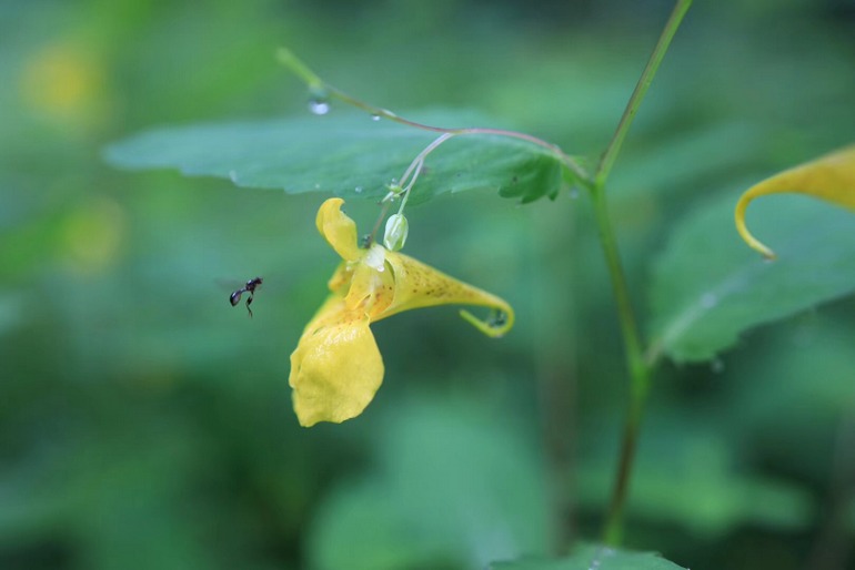 点击查看原图大小