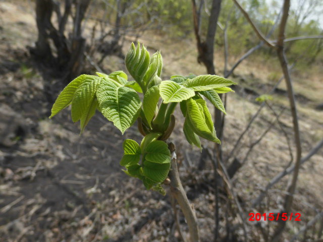 点击查看原图大小