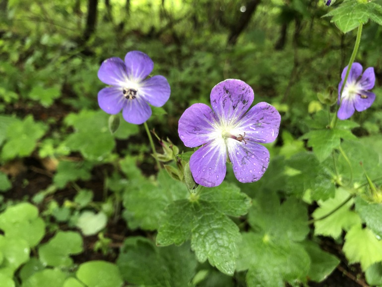 点击查看原图大小