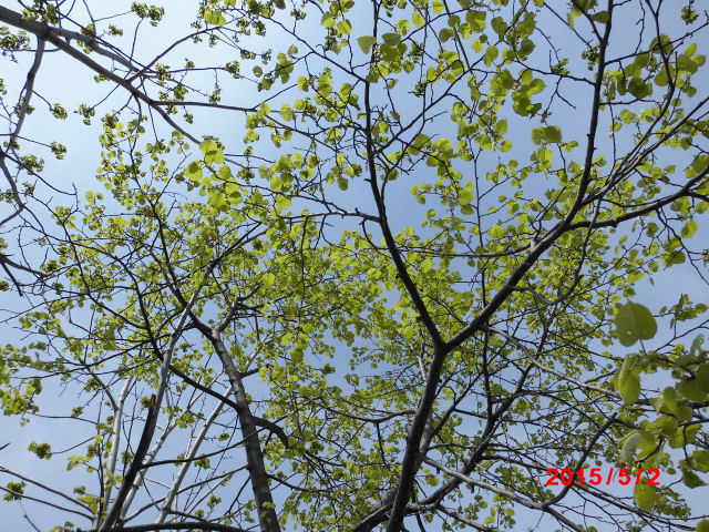 点击查看原图大小