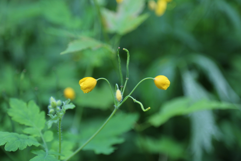 点击查看原图大小