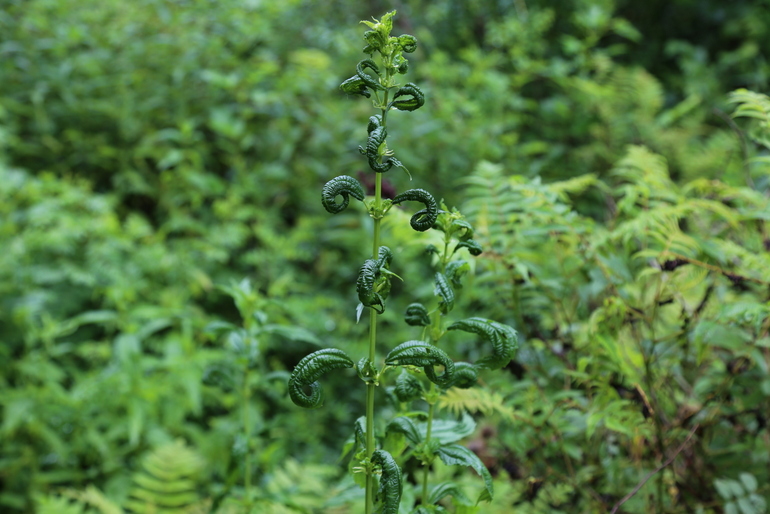 点击查看原图大小