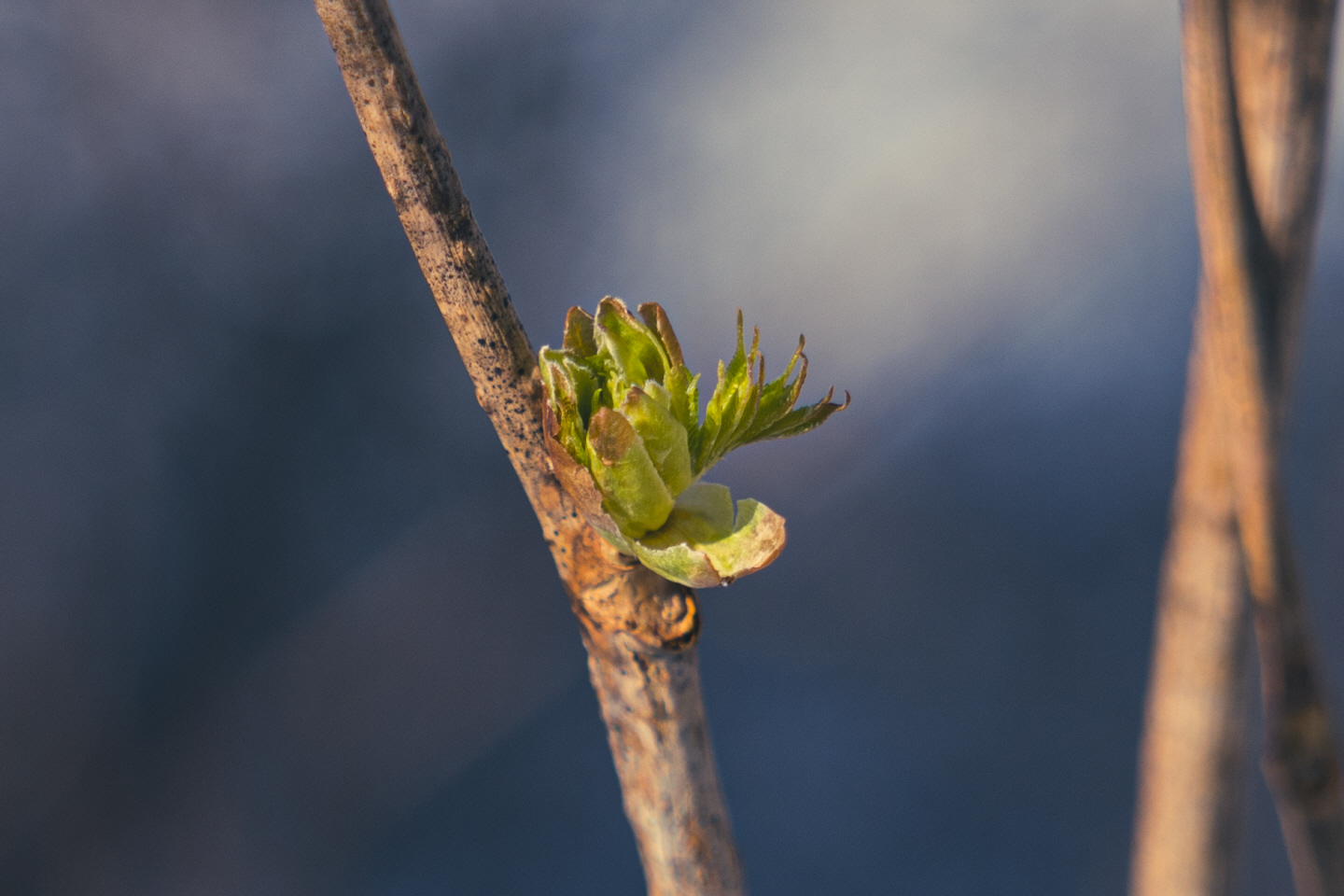 点击查看原图大小